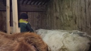 Ставим коровок на дойку. 🐮