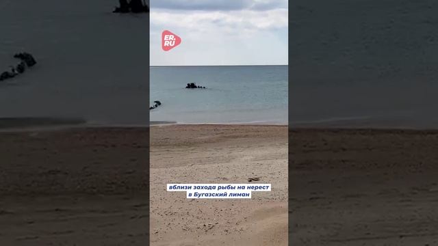 На Черном море установили специальный фильтр для очистки воды от мазута #экология #помощь