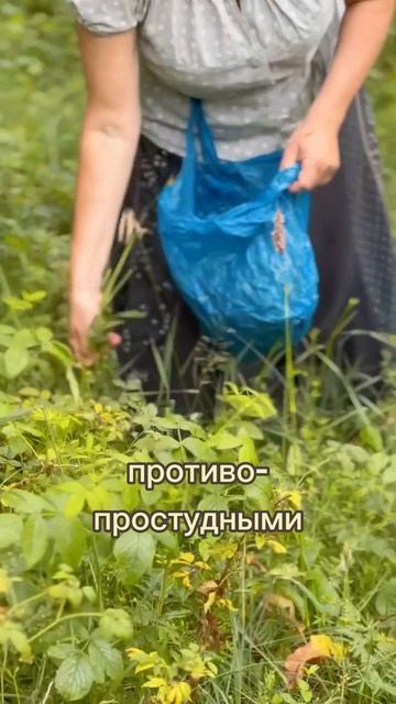 Ксарелто отдыхает: природное средство для разжижения крови и снижения давления смотреть онлайн