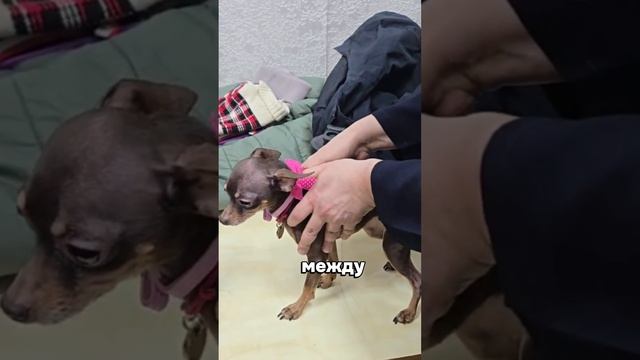 Если ваш питомец ходит криво, прихрамывает, подскакивает, то это показатель смещения позвонков.