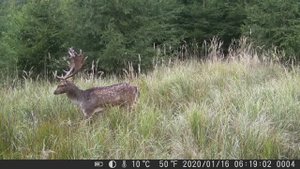 🦌 Пятнистый олень с великолепными рогами – тайная жизнь леса на фотоловушках! 🌲🎥