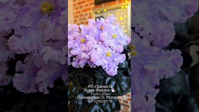 🐇🍒🌸РС-Прелесть - новый прекрасный фвнтазийный сорт в нашей коллекции и ПТ-Осиана - улучшенная