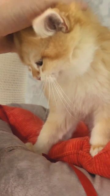 самый ласковый котенок #шотландскиекотята #золотаяшиншилла