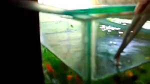 Аулофорус кормление