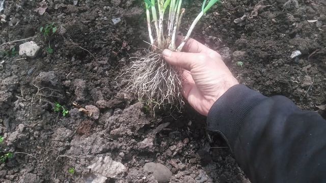 VID_20250323_115910
