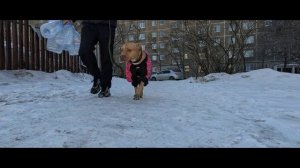 Погуляли с Питбультерьером Вегой и дела сделали😊