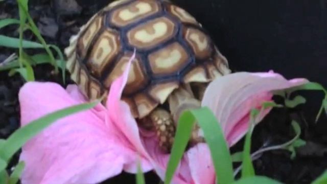 Rare sulcata X Leopard Tortoise Hybrid смотреть онлайн