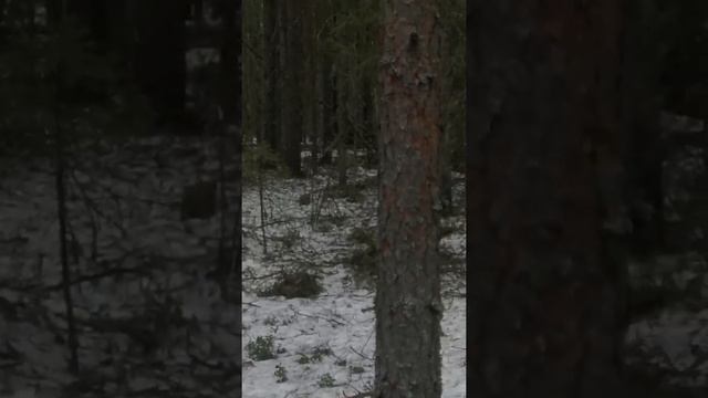 Встреча медведя у привады. смотреть онлайн