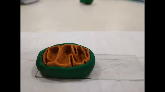 Mitocondrias *Hecho con plastilina* смотреть онлайн