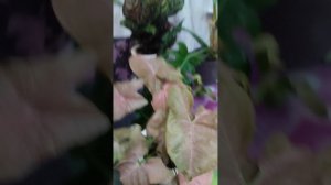 25-03-2025 Обзор комнатных растений в квартире