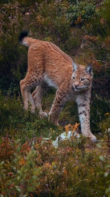 Зов дикой природы: рысь-самец исследует поле #рысь #lynx #животные #animals смотреть онлайн