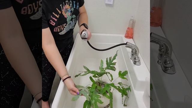 😱🌿Resuscitate a Blue Star Fern with Me!🌿😇