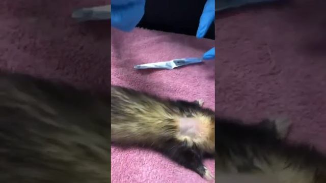 How to place a hormone implant in a ferret