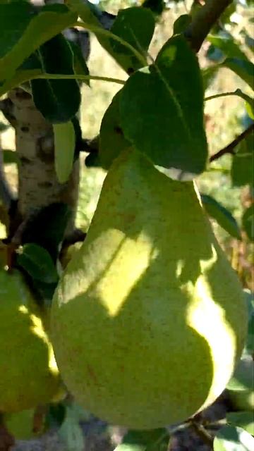 Груша Ноябрьская смотреть онлайн