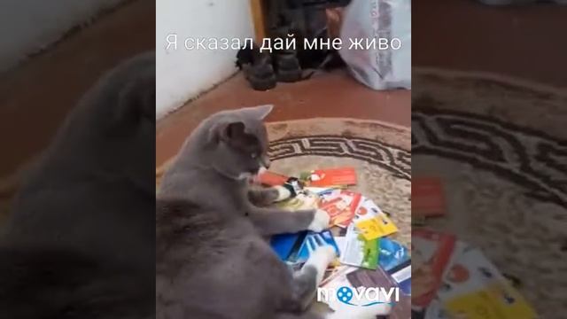 Сортировка карточек котом Барсиком смотреть онлайн