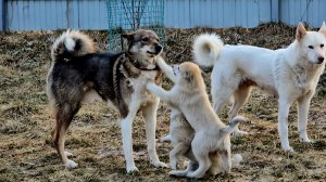 Щенки и лайки с рассвета