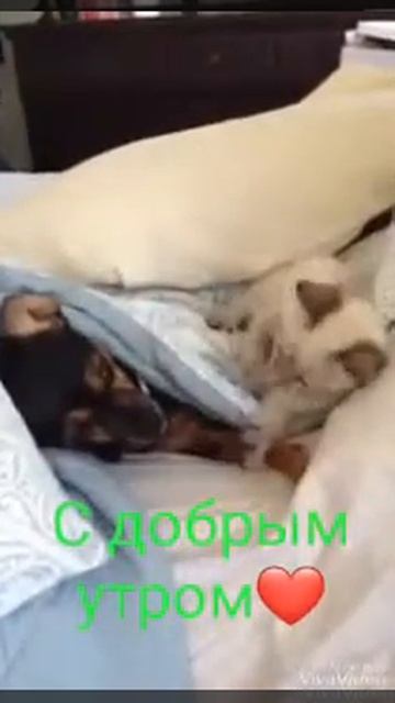 Кошки против Собак! смотреть онлайн