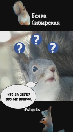 Какие звуки издает дубонос