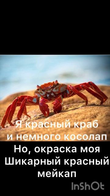 Животный мир🙏Фото: А z buka смотреть онлайн