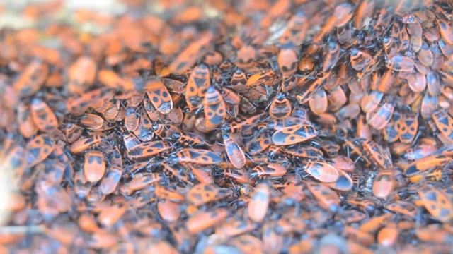 אדמוני מצוייר (פשפש אש), התגודדות - Pyrrhocoris apterus (firebug), gathering смотреть онлайн