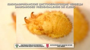 Южноафриканские цистообразующие червецы (Margarodes vredendalensis de Klerk)