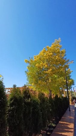 цветёт мимоза ☀️🦜💐