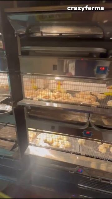 Профессиональная забота о птенцах! Брудер серии "Prof 100 "с электронным терморегулятором смотреть онлайн