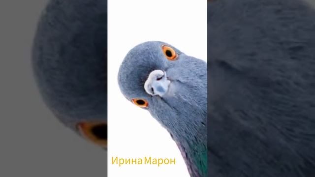 Стихотворение.  Помни об этом.