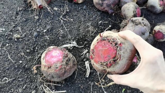 Наш урожай свеклы и редьки уборка перед заморозками в конце сентября 2023 года. смотреть онлайн