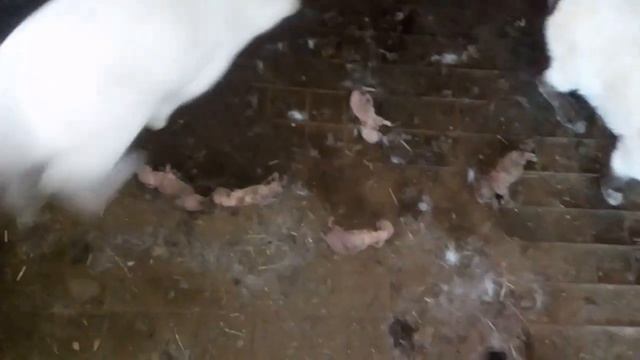 Спасённая от потопа в яме крольчиха окролилась в вольере. смотреть онлайн