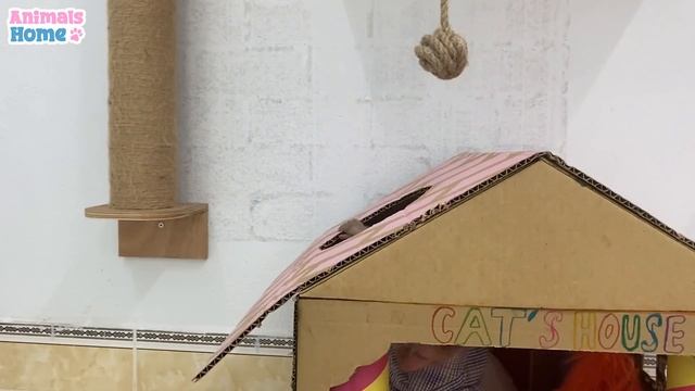 BiBi monkey has fun playing with puppy and cats смотреть онлайн