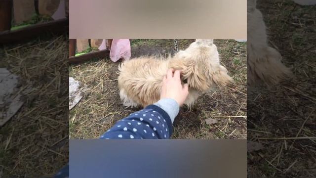 Саша в приюте «Верность» г.Саратов