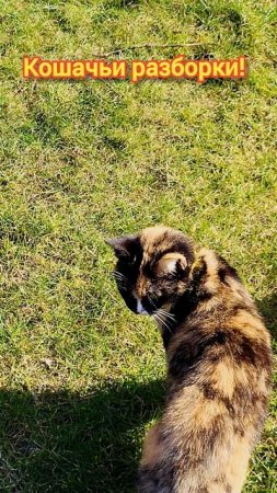 Кошачьи разборки.  #family #vlog #семьявместе #кошки #кошка