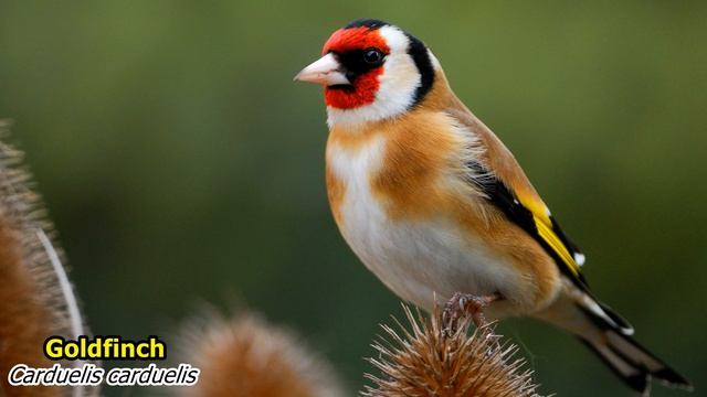 Goldfinch ( Carduelis carduelis ). Singing birds 4K Ultra HD