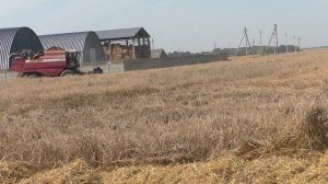 Уборка зерновых культур. Палессе GS12. 2023