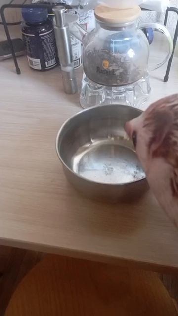 гайд на ПЕЛЬМЕШКИ