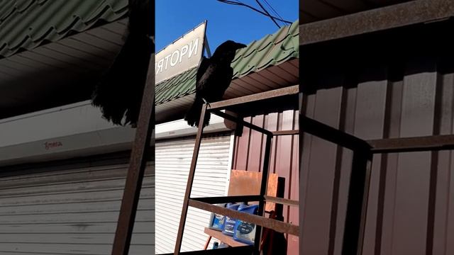 ворон хуга кривой рог смотреть онлайн