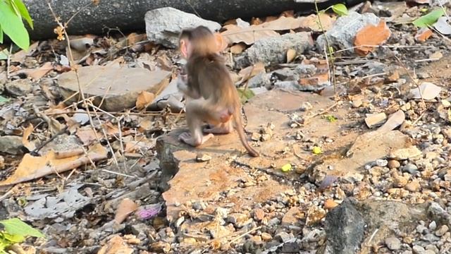 Adorable video ! Baby cute monkey ROBERT walk play a lone but Mom seem ignore care milk for him смотреть онлайн