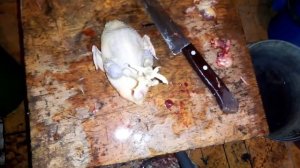 Разделка и потрошение Перепелов. Два способа.