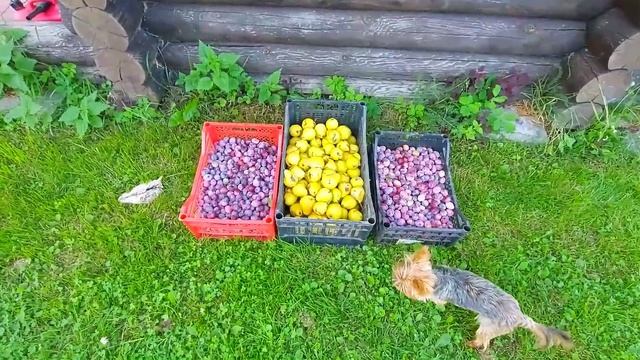 Приготовил форель горячего копчения.
