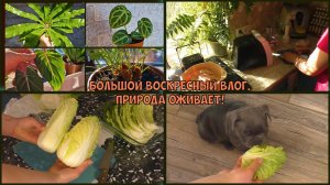 ПОРА лучшего "удобрения" для рассады и комнатных цветов! Задумала голубцы и холодец. Ч-1.