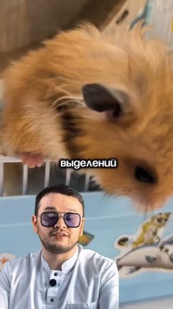 В нашем сервисе есть ратолог