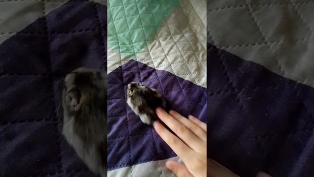 Хомячок кусачка часть 4 Хомячок кусачка часть 4 смотреть онлайн