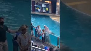 смешное видео с кошаками сборник 2 часть