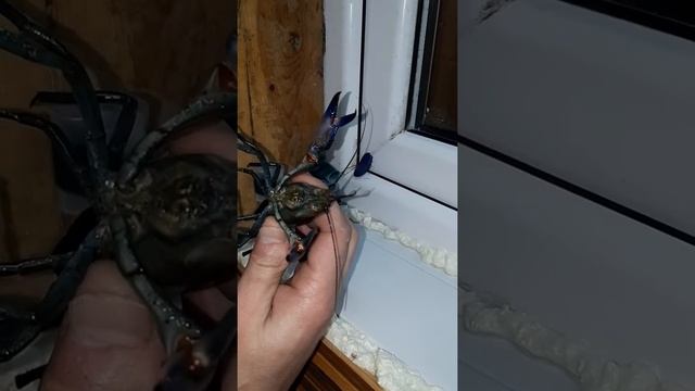 Раки Ябби смотреть онлайн