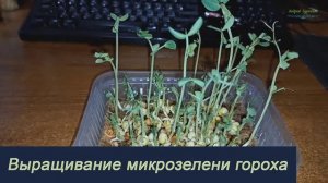 Первый опыт выращивание микрозелени гороха