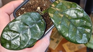 Распаковка 📦 хойки с Озона