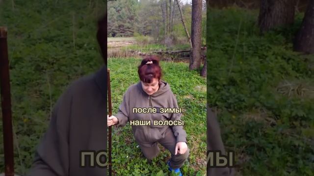 Вся польза крапивы на тарелке и в аптечке! смотреть онлайн