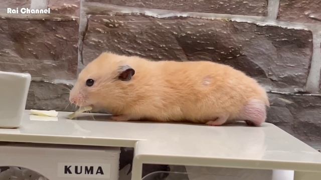 キャベツを順番に並べてみたら【ハムスター検証】キンクマハムスター