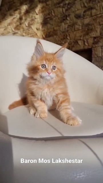 Baron Mos Lakshestar 1 месяц и 21 день. Котенок мейн кун. смотреть онлайн